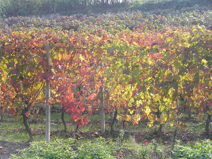 autunno-10