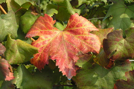 autunno-7