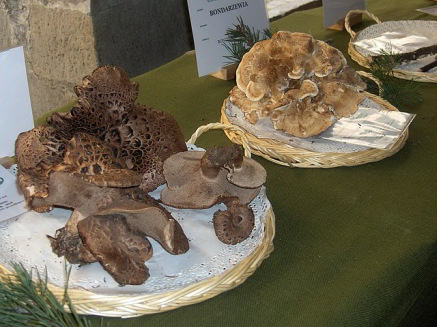 culinaria-7