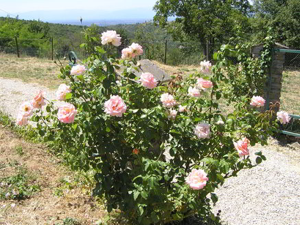 estate-2