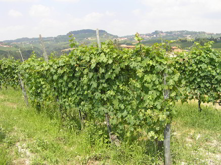 estate-4