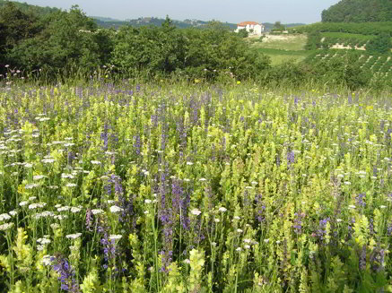 primavera-1