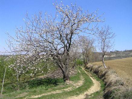 primavera-10