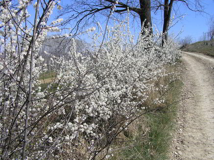 primavera-6