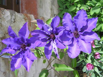 primavera-7
