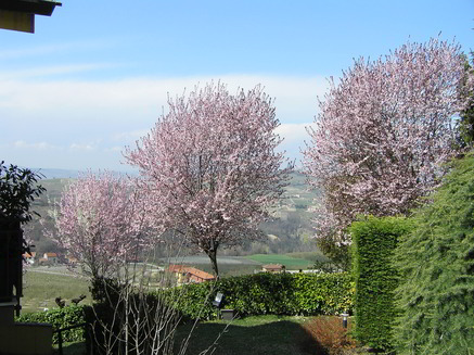 primavera-8