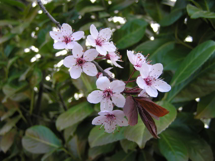 primavera-9